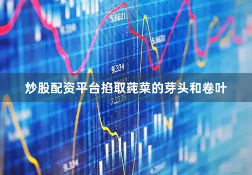 炒股配资平台掐取莼菜的芽头和卷叶